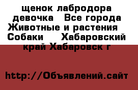 щенок лабродора девочка - Все города Животные и растения » Собаки   . Хабаровский край,Хабаровск г.